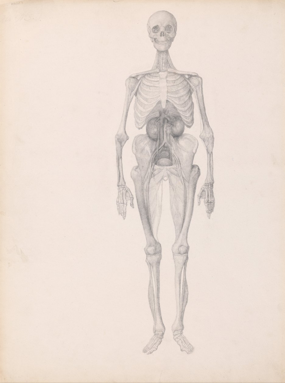 Srovnávací anatomická expozice struktury lidského těla s tygrem a ko ... od George Stubbs