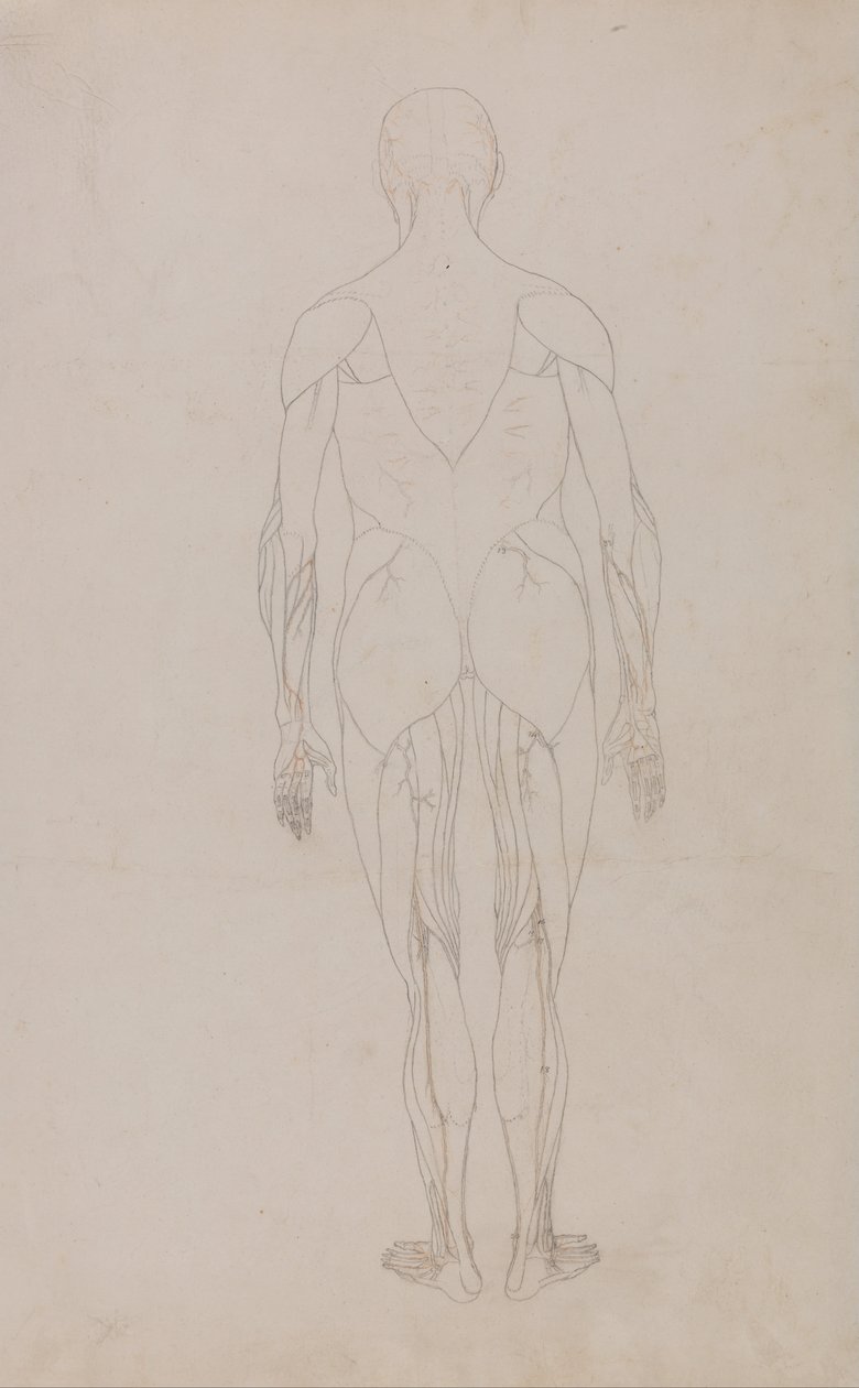 Srovnávací anatomická expozice struktury lidského těla s tygrem a ko ... od George Stubbs