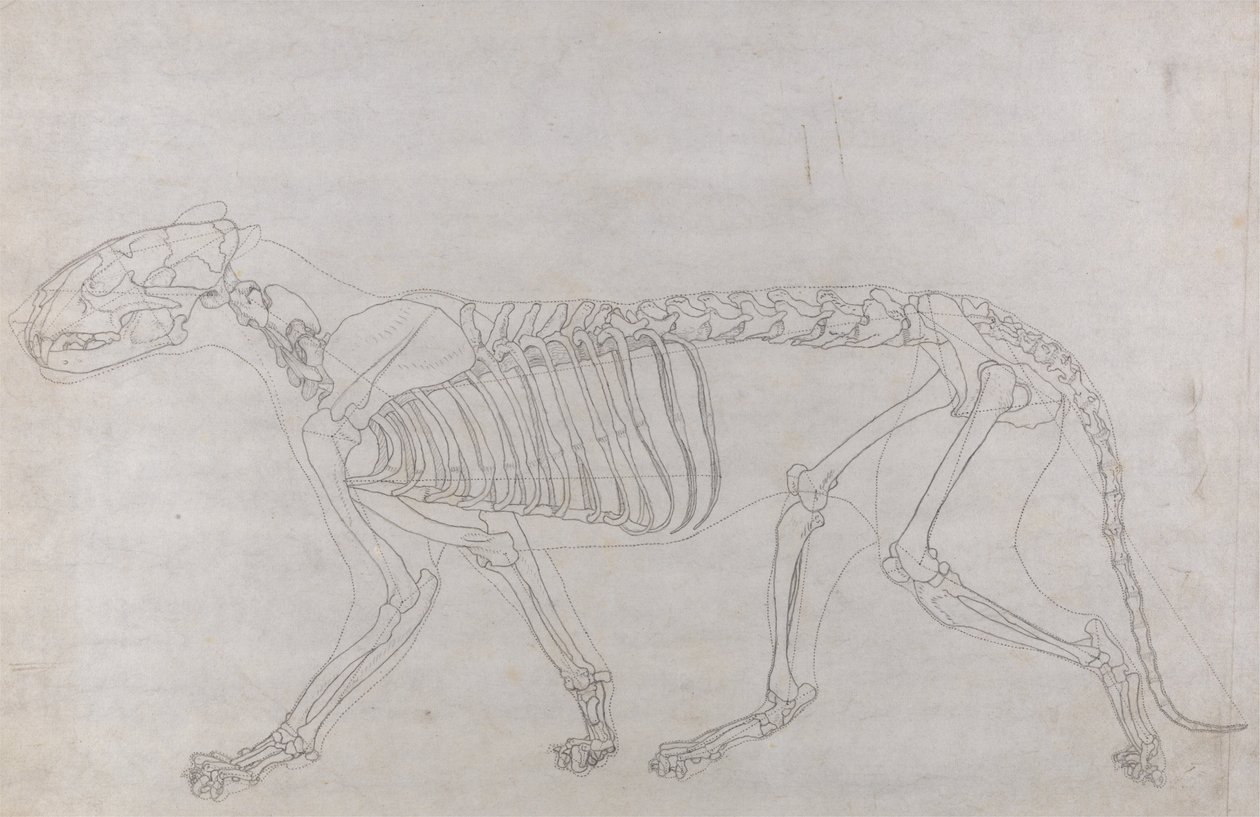 Srovnávací anatomická expozice struktury lidského těla s tygrem a ko ... od George Stubbs