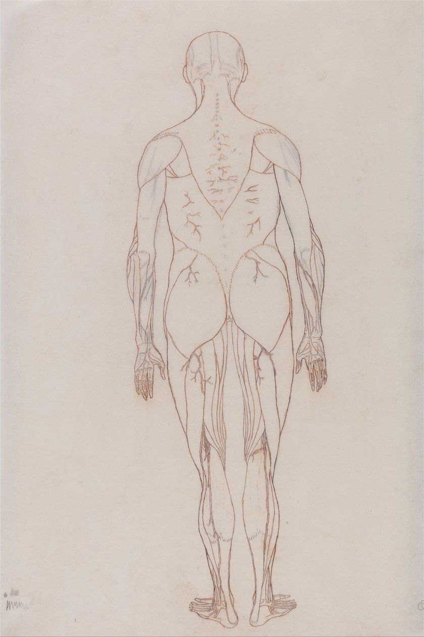 Srovnávací anatomická expozice struktury lidského těla s tygrem a ko ... od George Stubbs