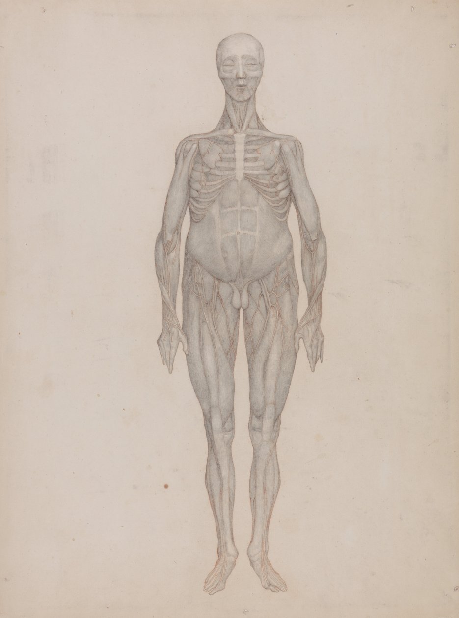 Srovnávací anatomická expozice struktury lidského těla s tygrem a ko ... od George Stubbs