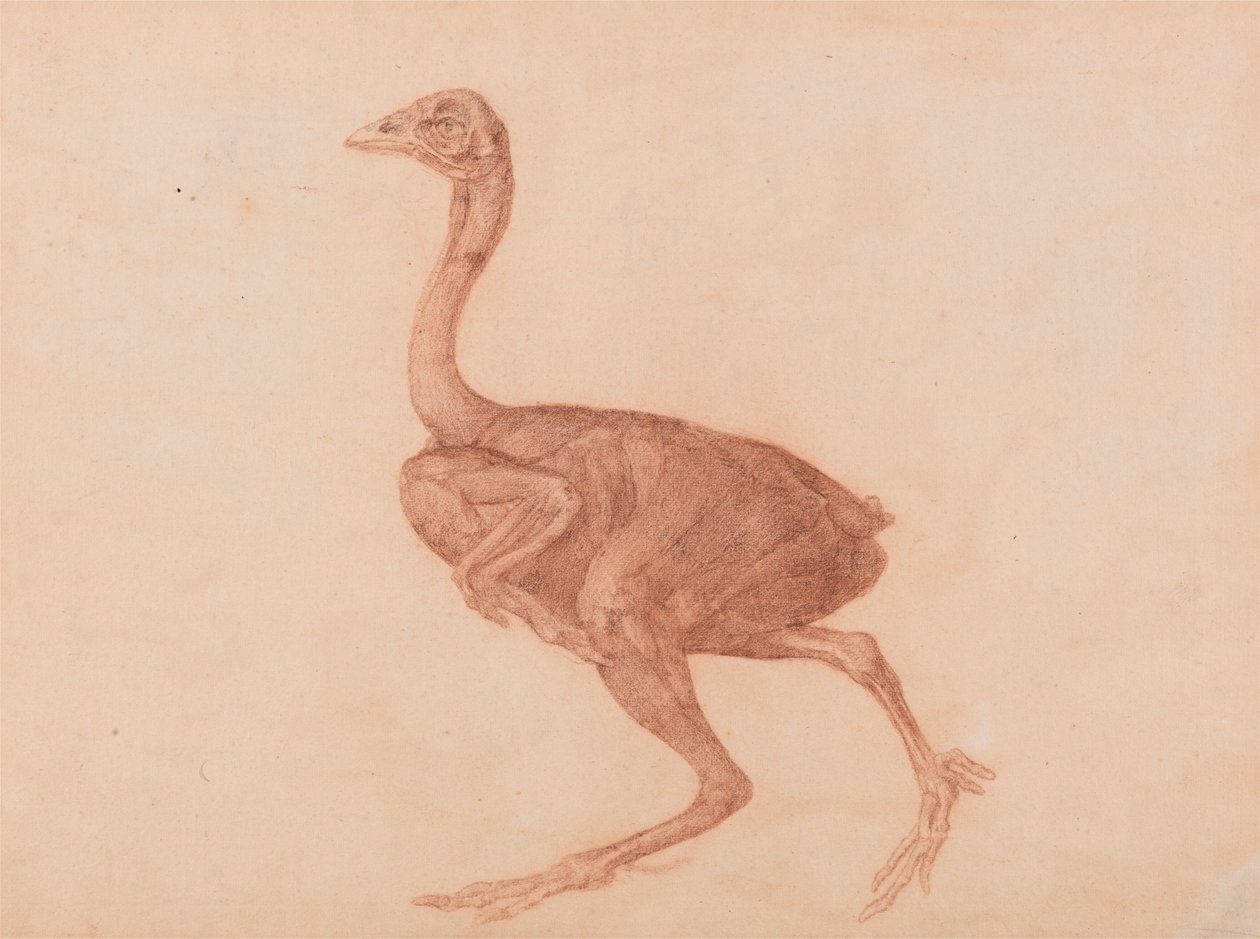 Srovnávací anatomická expozice struktury lidského těla s tygrem a ko ... od George Stubbs