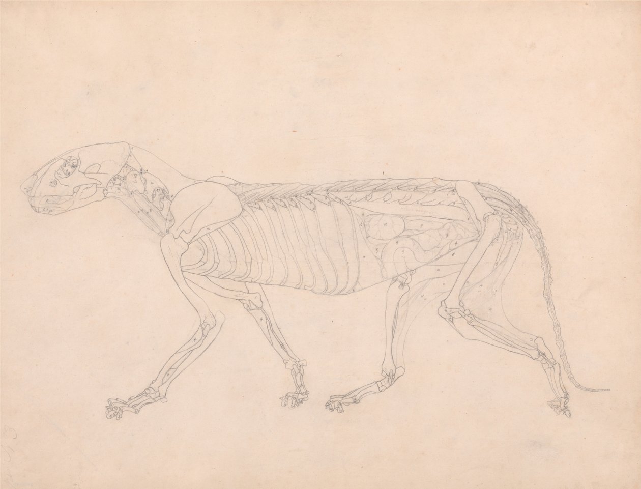 Srovnávací anatomická expozice struktury lidského těla s tygrem a ko ... od George Stubbs