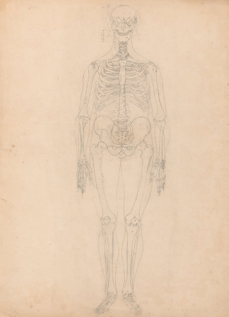 Srovnávací anatomická expozice struktury lidského těla s tygrem a ko ... od George Stubbs