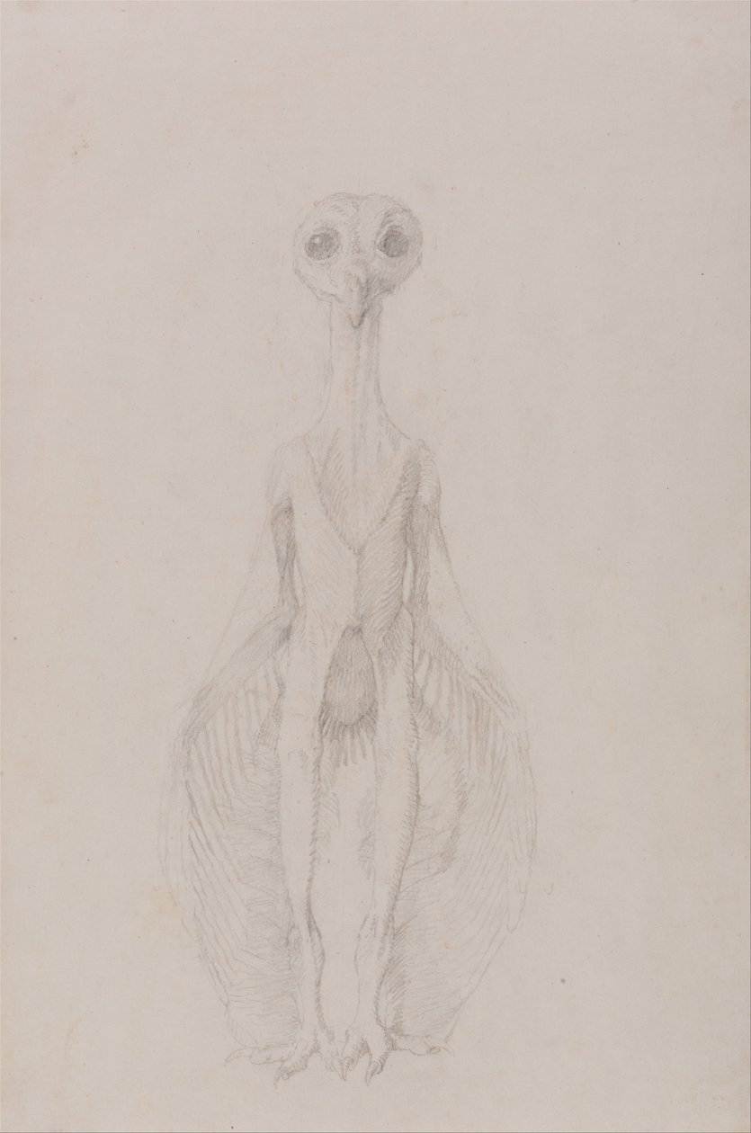 Srovnávací anatomická expozice struktury lidského těla s tygrem a ko ... od George Stubbs