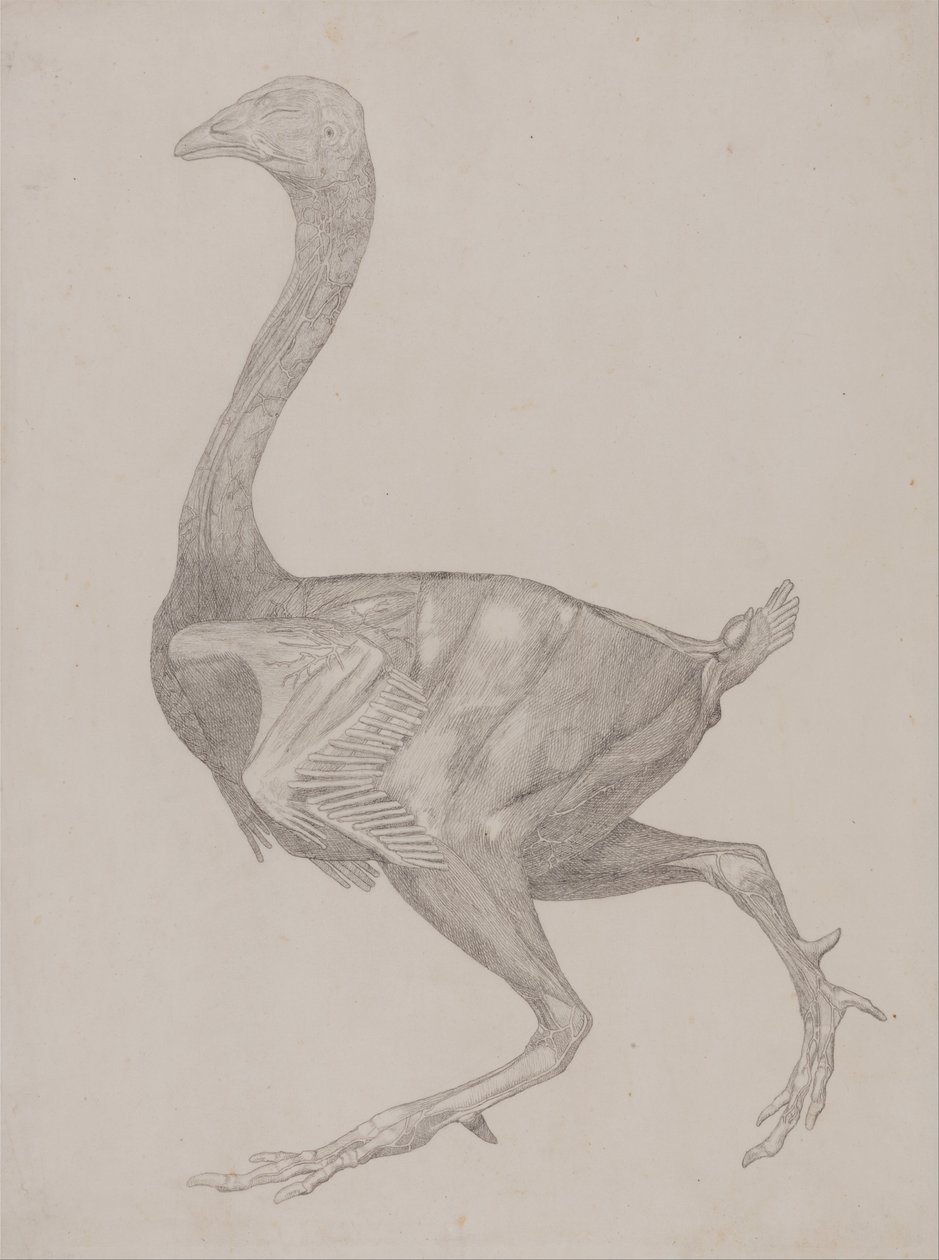 Srovnávací anatomická expozice struktury lidského těla s tygrem a ko ... od George Stubbs