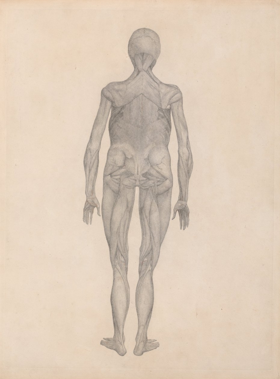 Srovnávací anatomická expozice struktury lidského těla s tygrem a ko ... od George Stubbs