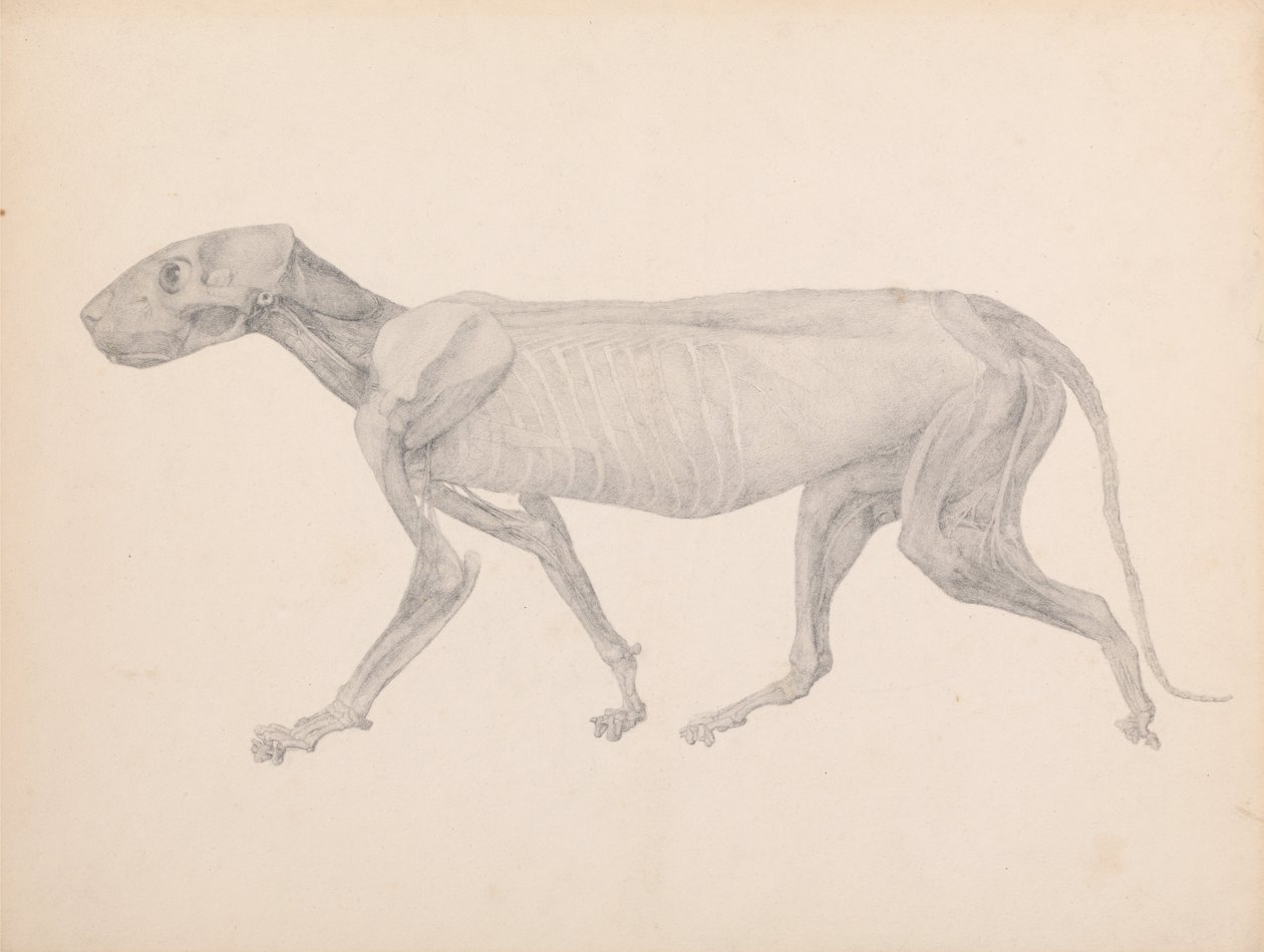Srovnávací anatomická expozice struktury lidského těla s tygrem a ko ... od George Stubbs