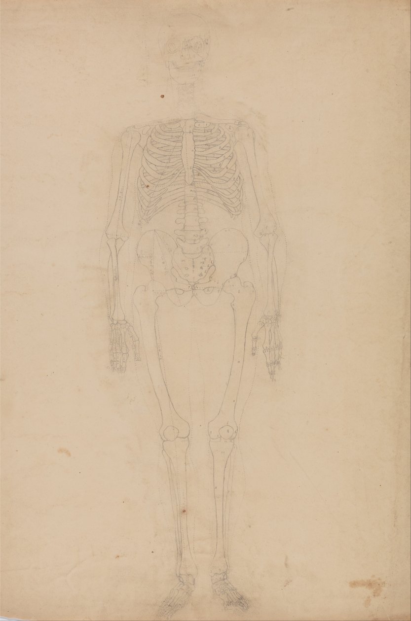 Srovnávací anatomická expozice struktury lidského těla s tygrem a ko ... od George Stubbs