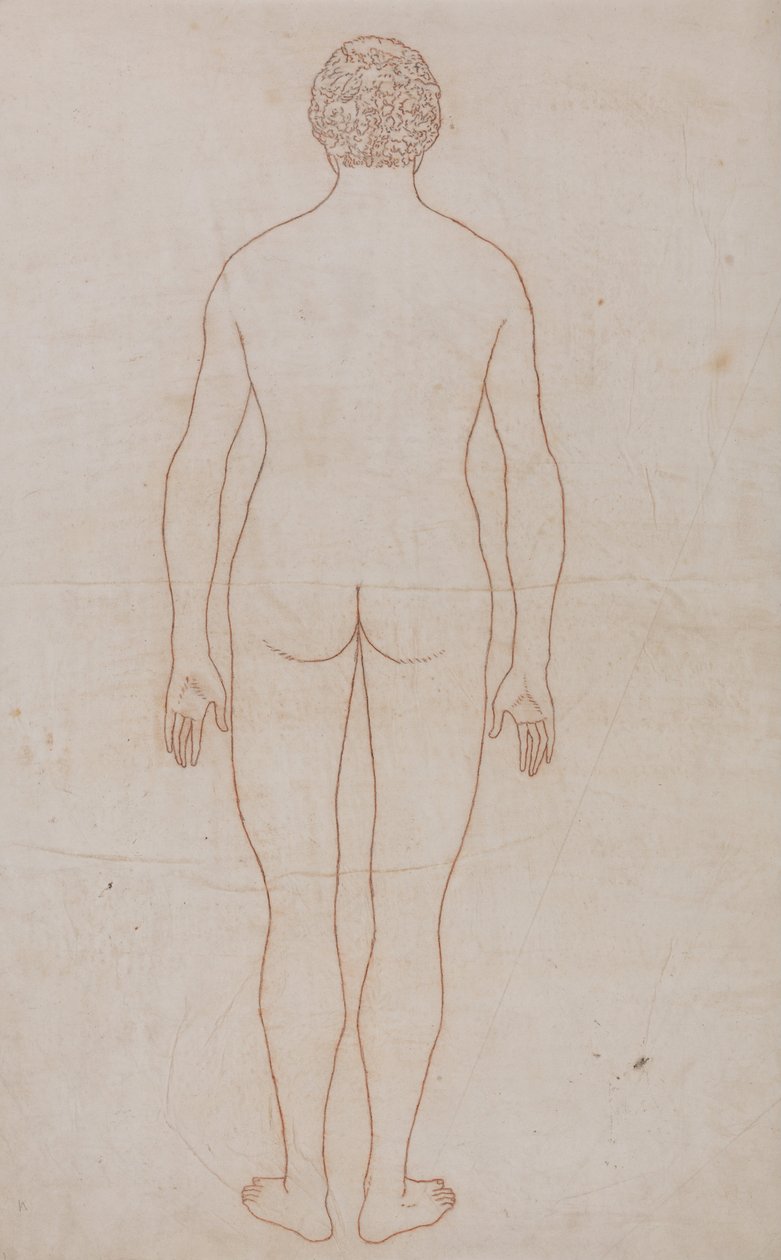 Srovnávací anatomická expozice struktury lidského těla s tygrem a ko ... od George Stubbs