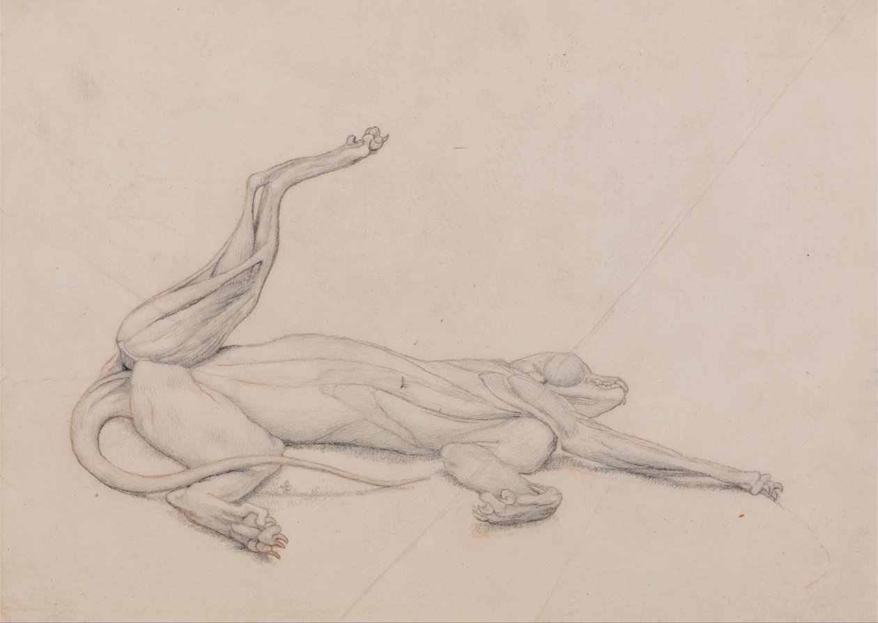 Srovnávací anatomická expozice struktury lidského těla s tygrem a ko ... od George Stubbs