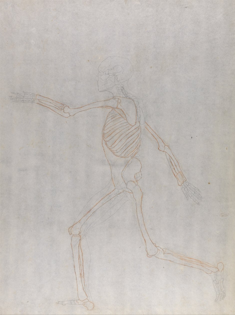 Srovnávací anatomická expozice struktury lidského těla s tygrem a ko ... od George Stubbs