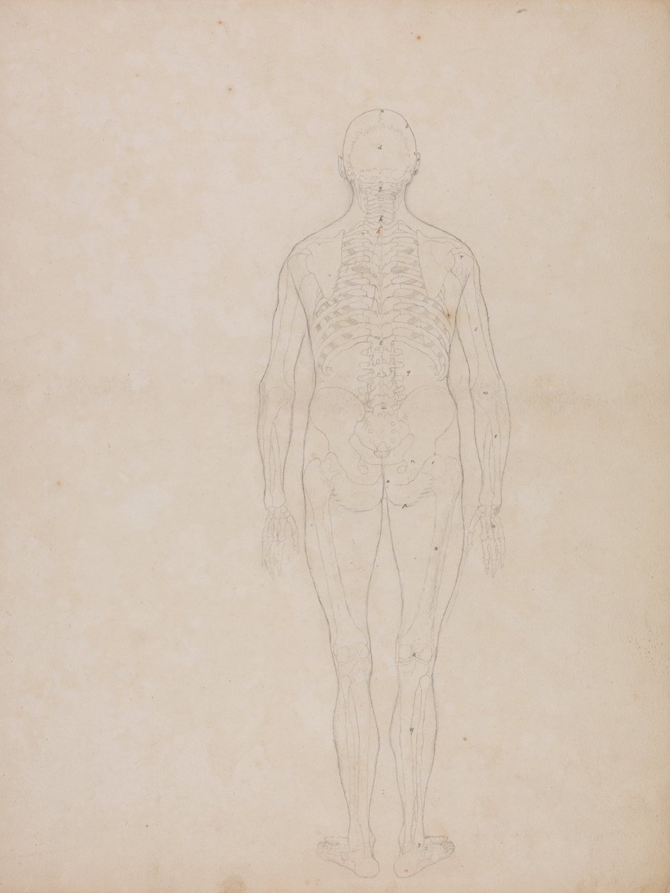 Srovnávací anatomická expozice struktury lidského těla s tygrem a ko ... od George Stubbs