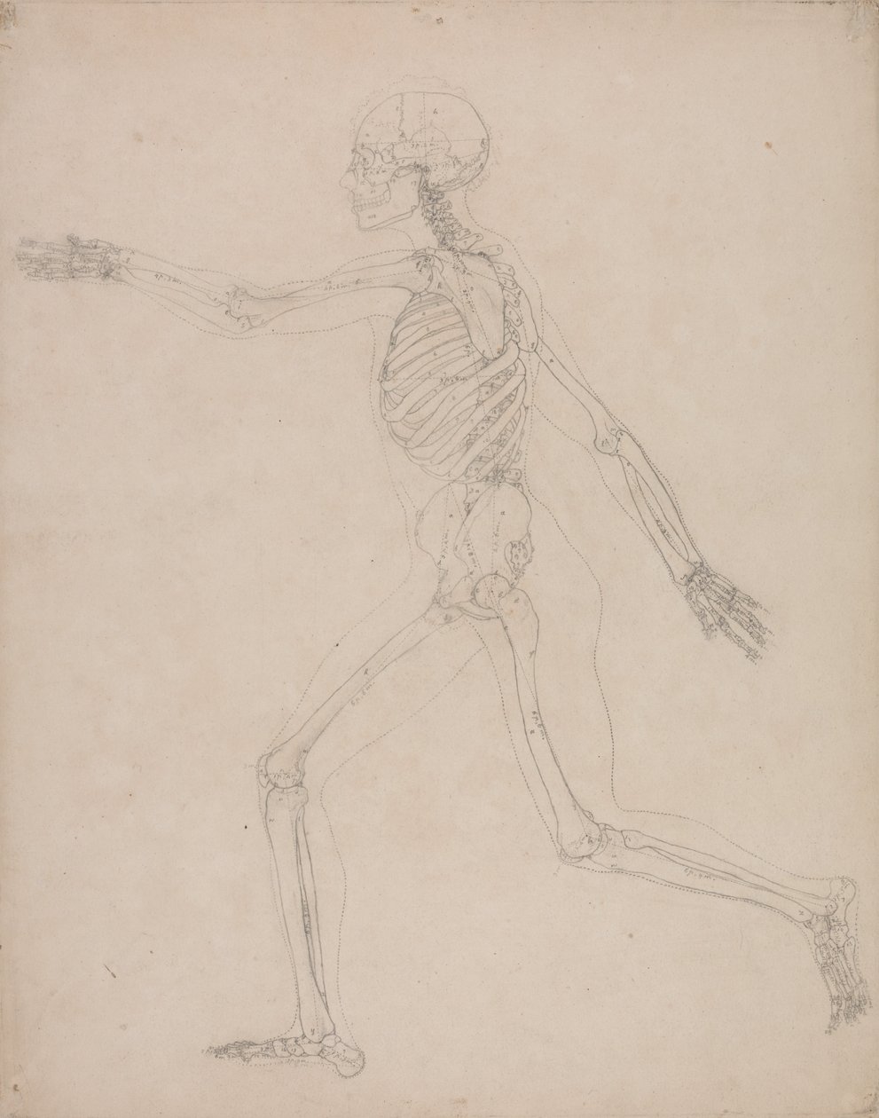Srovnávací anatomická expozice struktury lidského těla s tygrem a ko ... od George Stubbs