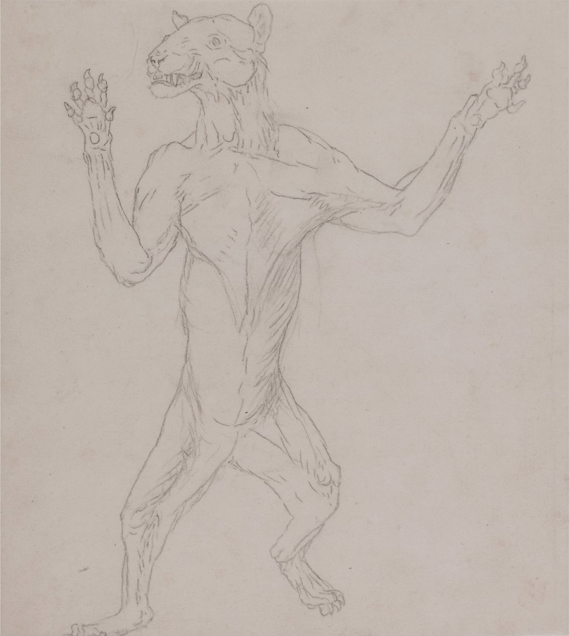 Srovnávací anatomická expozice struktury lidského těla s tygrem a ko ... od George Stubbs