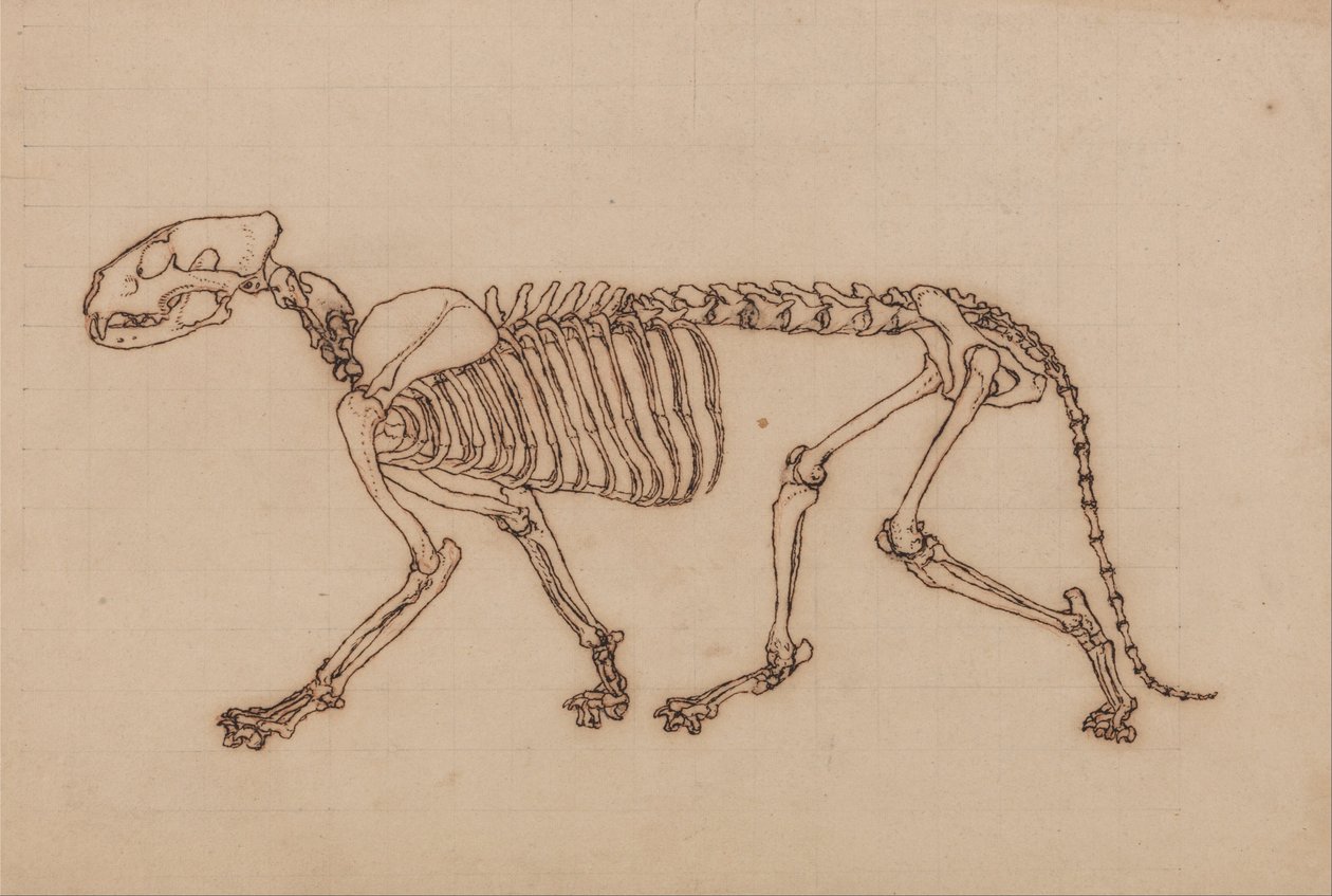 Srovnávací anatomická expozice struktury lidského těla s tygrem a ko ... od George Stubbs