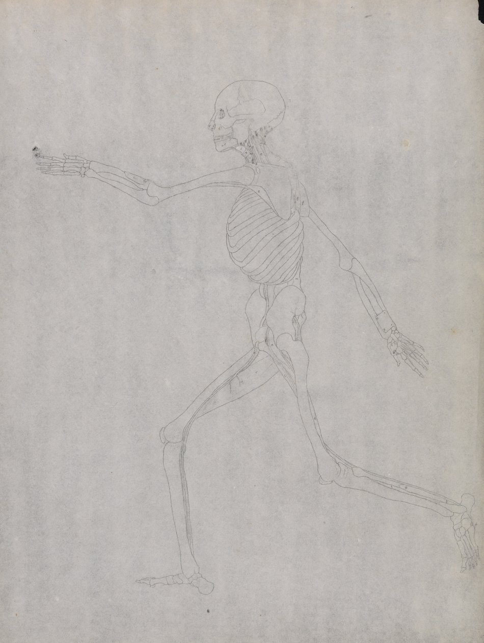 Srovnávací anatomická expozice struktury lidského těla s tygrem a ko ... od George Stubbs