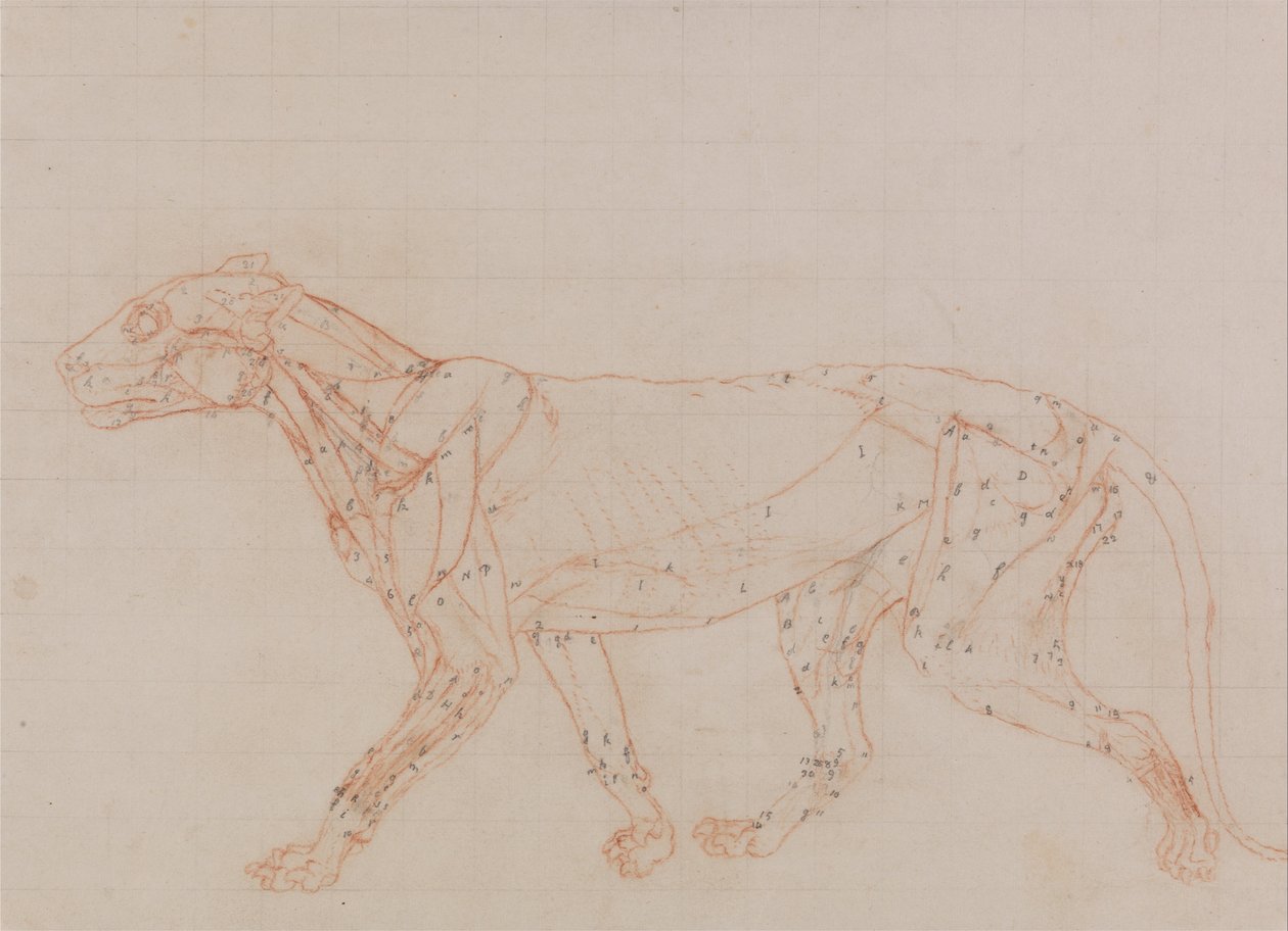 Srovnávací anatomická expozice struktury lidského těla s tygrem a ko ... od George Stubbs