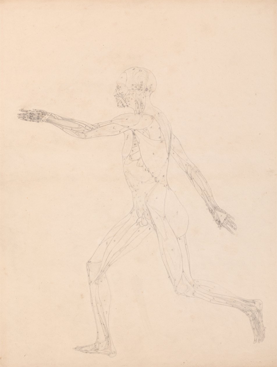 Srovnávací anatomická expozice struktury lidského těla s tygrem a ko ... od George Stubbs