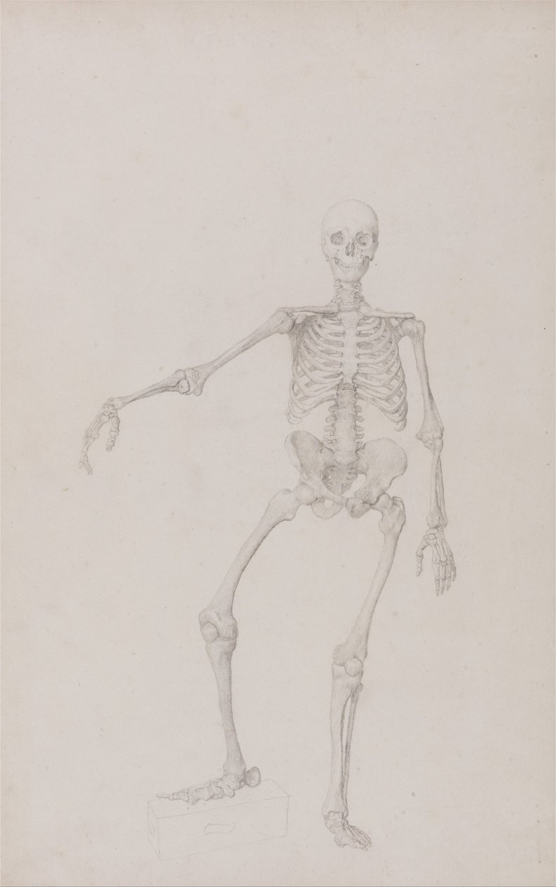 Srovnávací anatomická expozice struktury lidského těla s tygrem a ko ... od George Stubbs