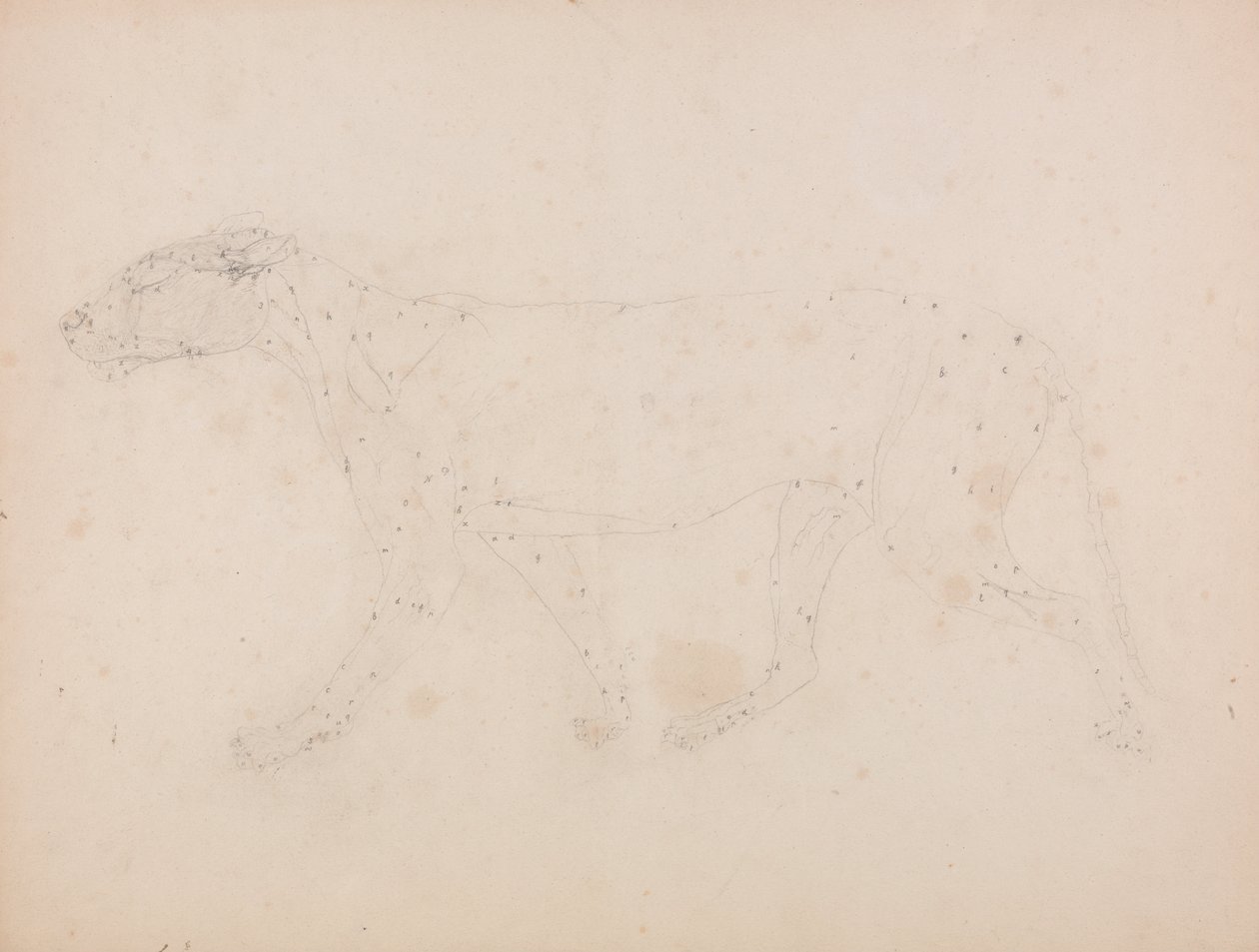 Srovnávací anatomická expozice struktury lidského těla s tygrem a ko ... od George Stubbs