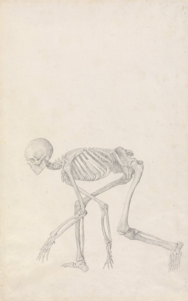 Srovnávací anatomická expozice struktury lidského těla s tygrem a ko ... od George Stubbs