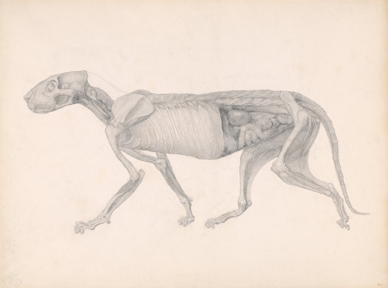 Srovnávací anatomická expozice struktury lidského těla s tygrem a ko ... od George Stubbs