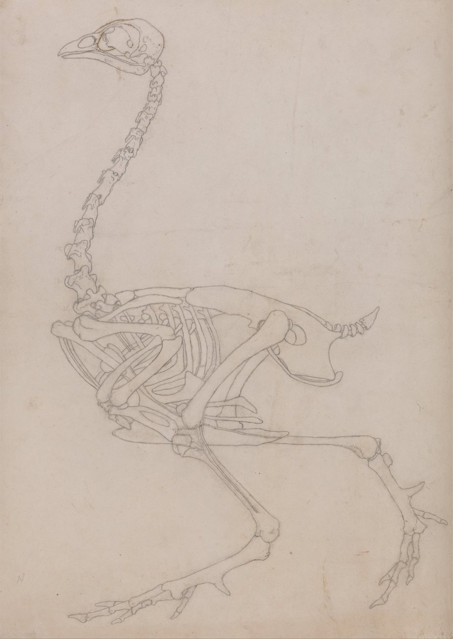 Srovnávací anatomický výklad stavby lidského těla s tělem tygra a mývala, který se... od George Stubbs