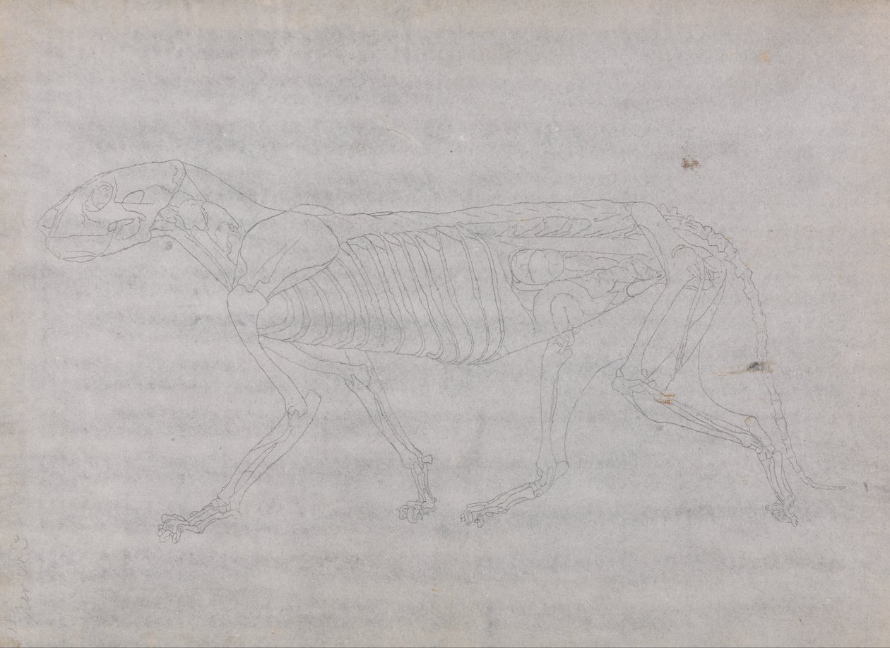 Srovnávací anatomická expozice struktury lidského těla s tygrem a ko ... od George Stubbs