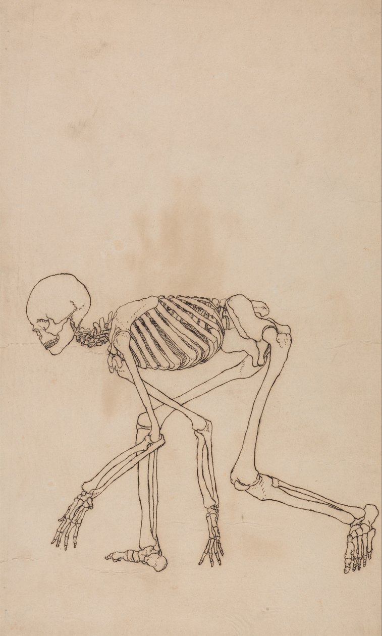 Srovnávací anatomický výklad stavby lidského těla s tělem tygra a mývala, který se... od George Stubbs