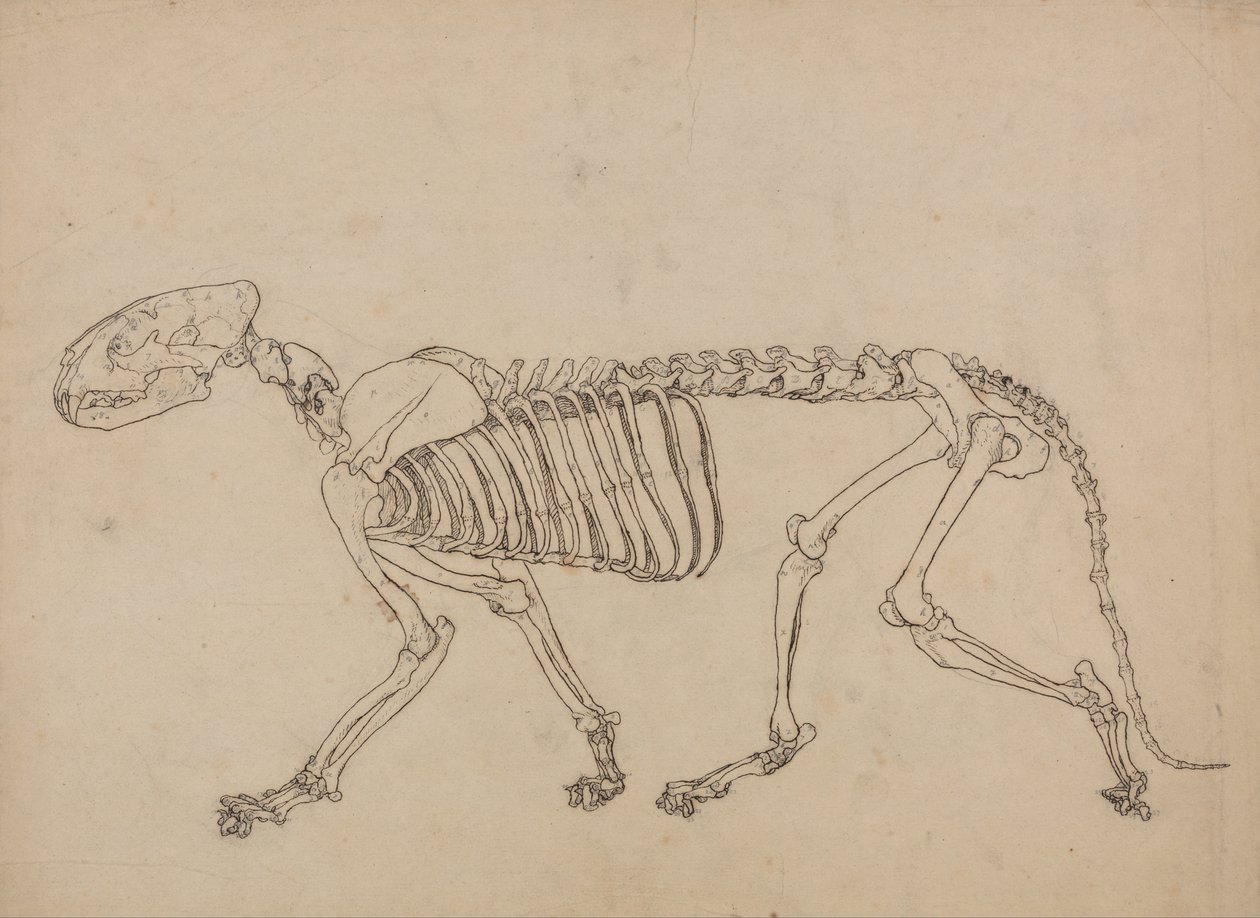 Srovnávací anatomická expozice struktury lidského těla s tygrem a ko ... od George Stubbs