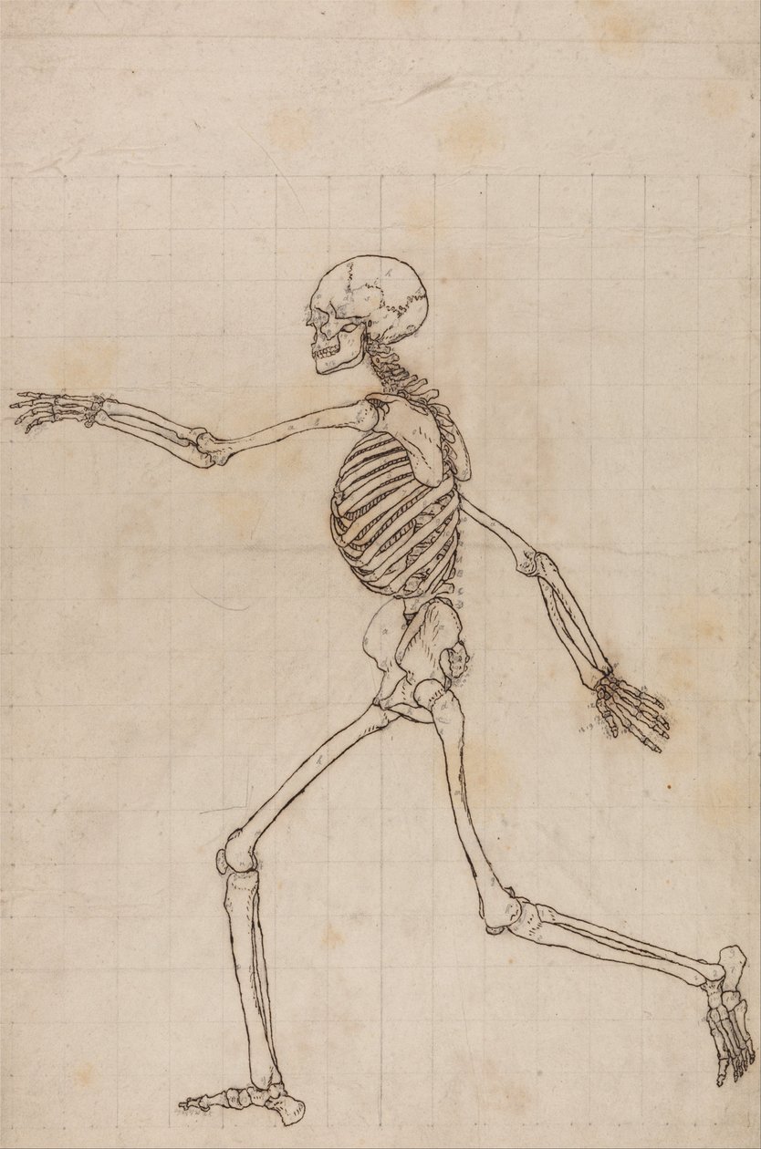 Srovnávací anatomická expozice struktury lidského těla s tygrem a ko ... od George Stubbs