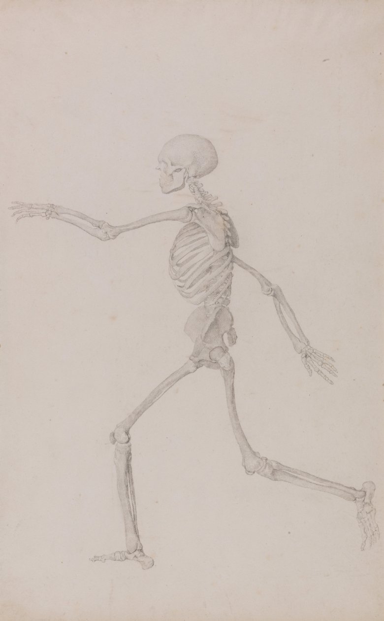 Srovnávací anatomická expozice struktury lidského těla s tygrem a ko ... od George Stubbs
