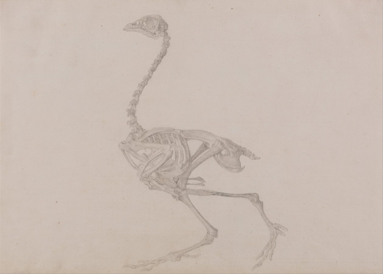 Srovnávací anatomická expozice struktury lidského těla s tygrem a ko ... od George Stubbs