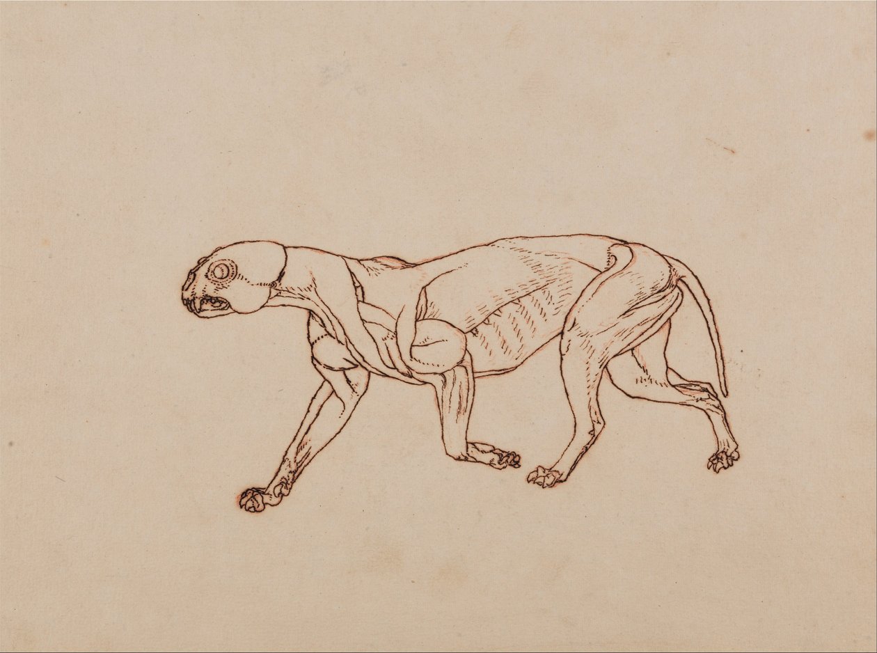 Srovnávací anatomická expozice struktury lidského těla s tygrem a ko ... od George Stubbs