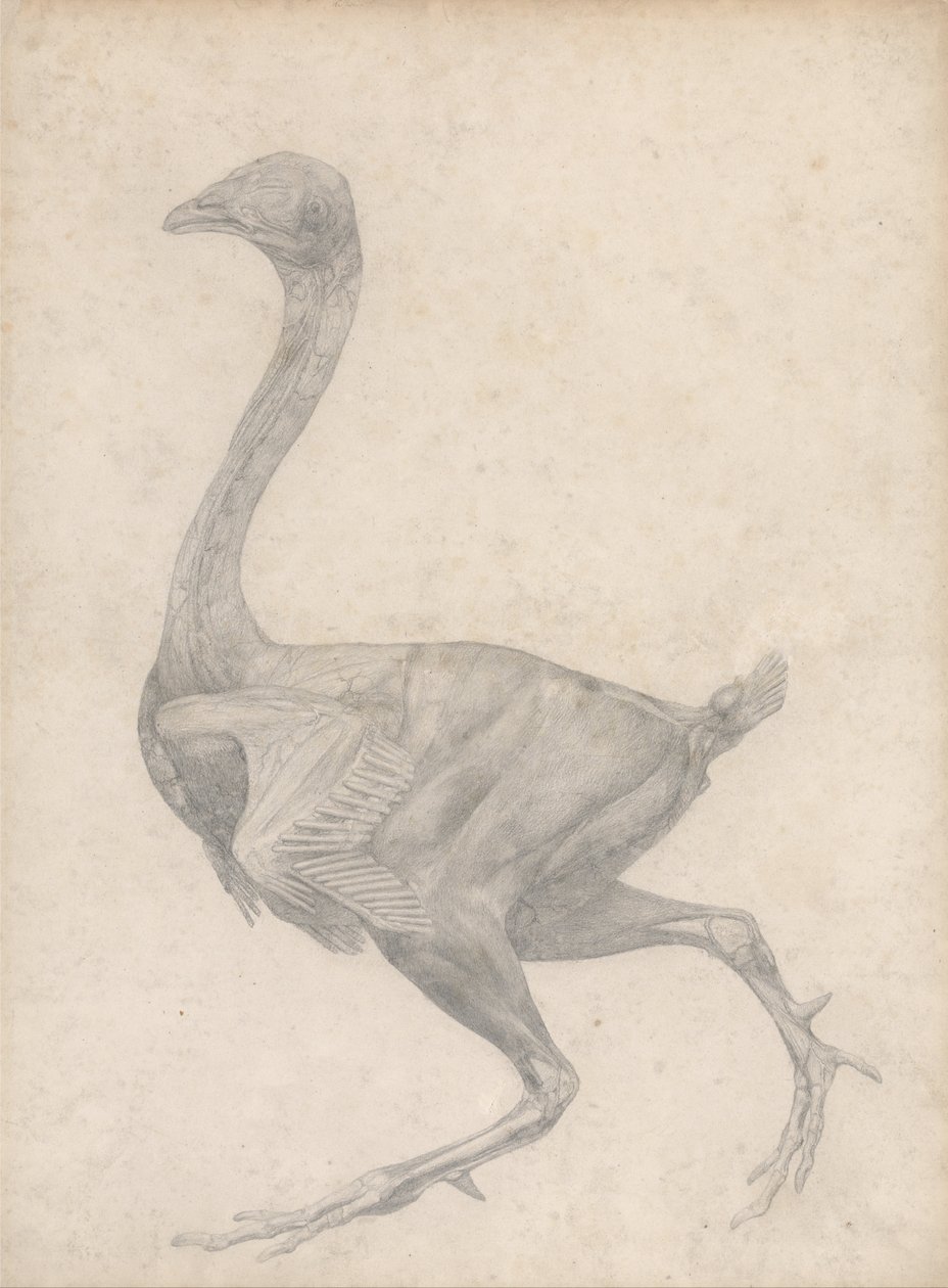 Srovnávací anatomická expozice struktury lidského těla s tygrem a ko ... od George Stubbs