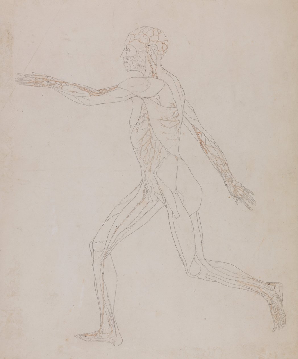Srovnávací anatomická expozice struktury lidského těla s tygrem a ko ... od George Stubbs