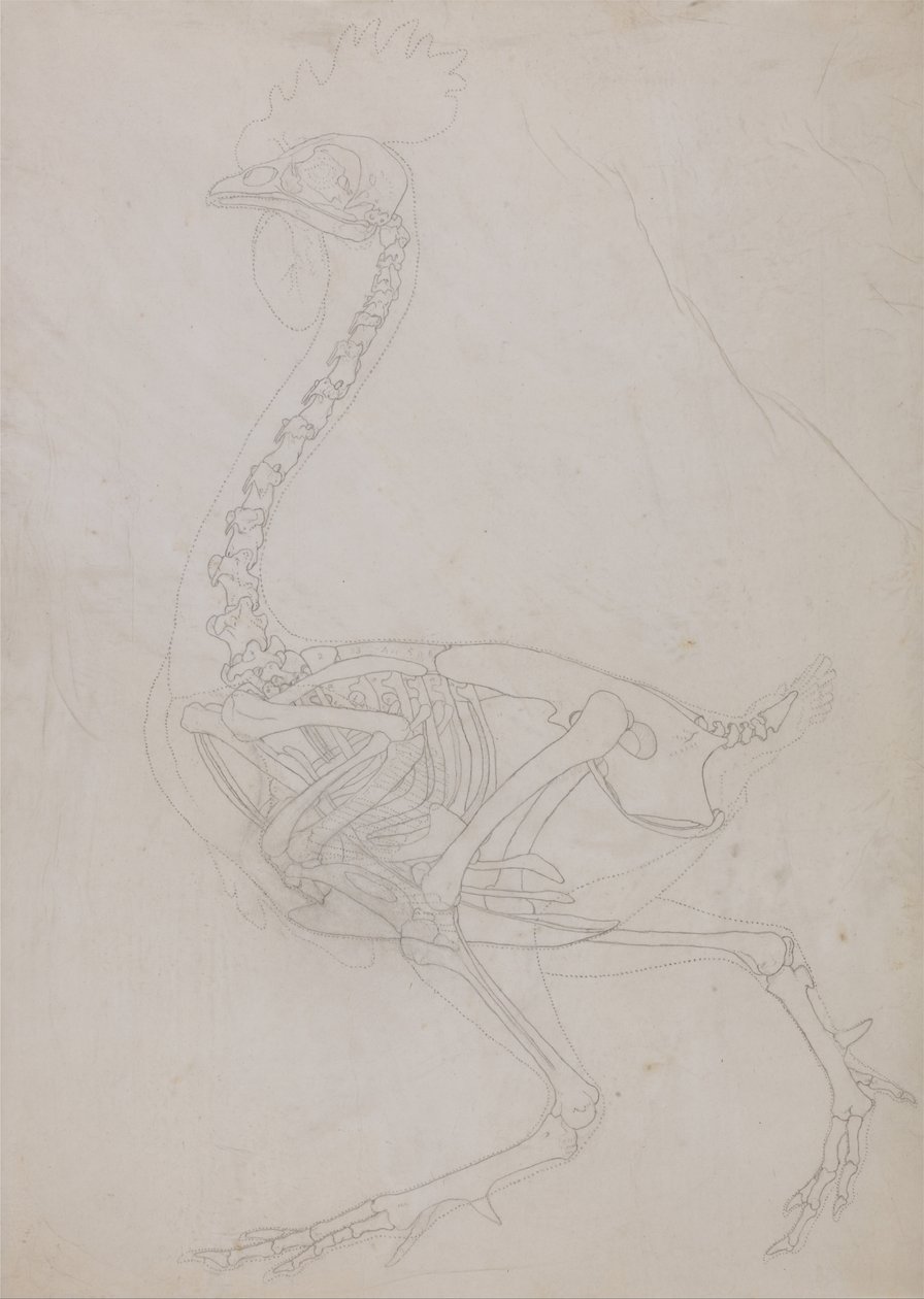 Srovnávací anatomická expozice struktury lidského těla s tygrem a ko ... od George Stubbs