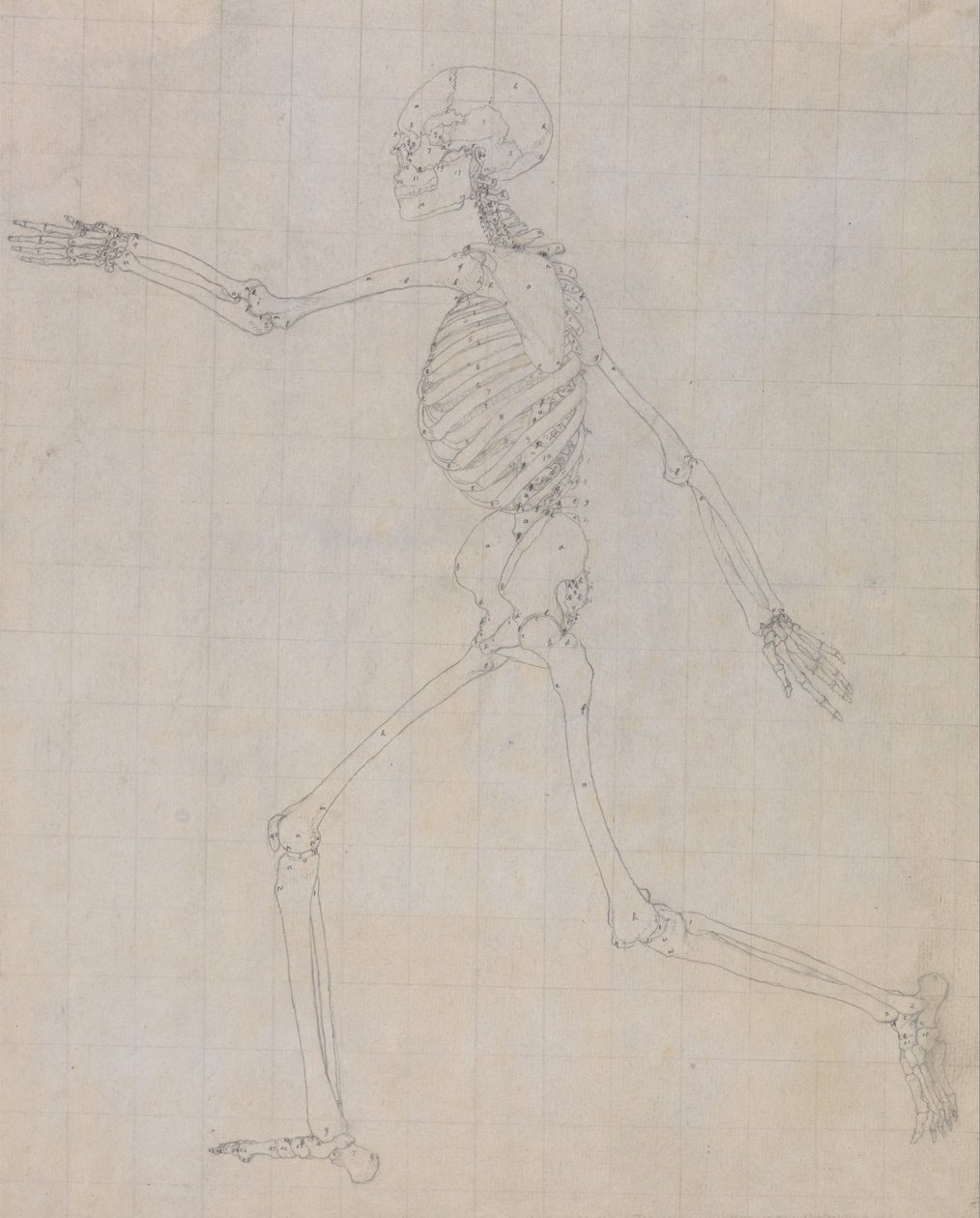 Srovnávací anatomická expozice struktury lidského těla s tygrem a ko ... od George Stubbs