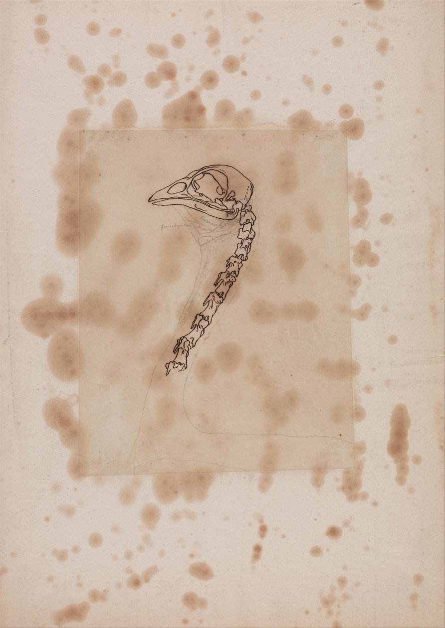 Srovnávací anatomická expozice struktury lidského těla s tygrem a ko ... od George Stubbs