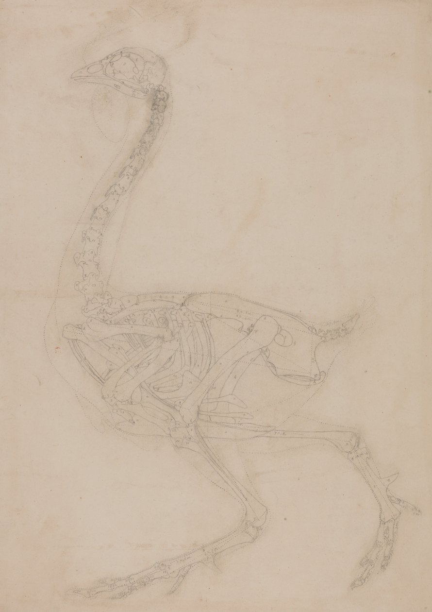 Srovnávací anatomická expozice struktury lidského těla s tygrem a ko ... od George Stubbs