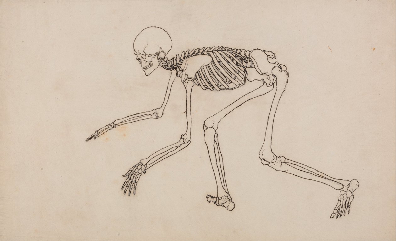 Srovnávací anatomická expozice struktury lidského těla s tygrem a ko ... od George Stubbs