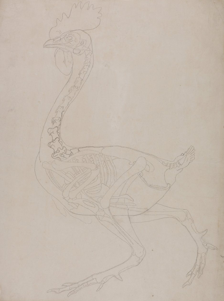 Srovnávací anatomická expozice struktury lidského těla s tygrem a ko ... od George Stubbs