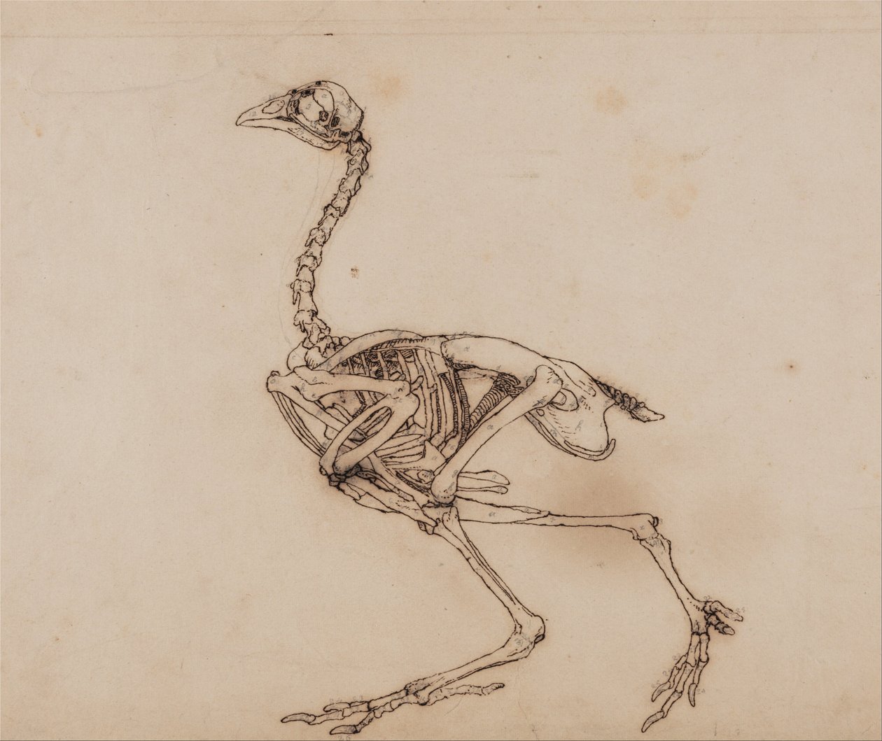 Srovnávací anatomická expozice struktury lidského těla s tygrem a ko ... od George Stubbs