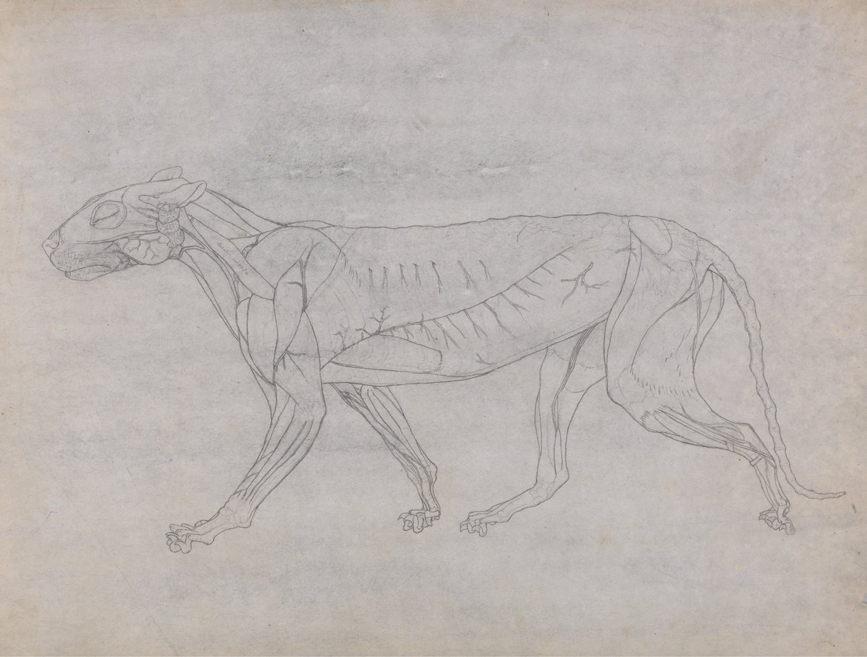 Srovnávací anatomická expozice struktury lidského těla s tygrem a ko ... od George Stubbs