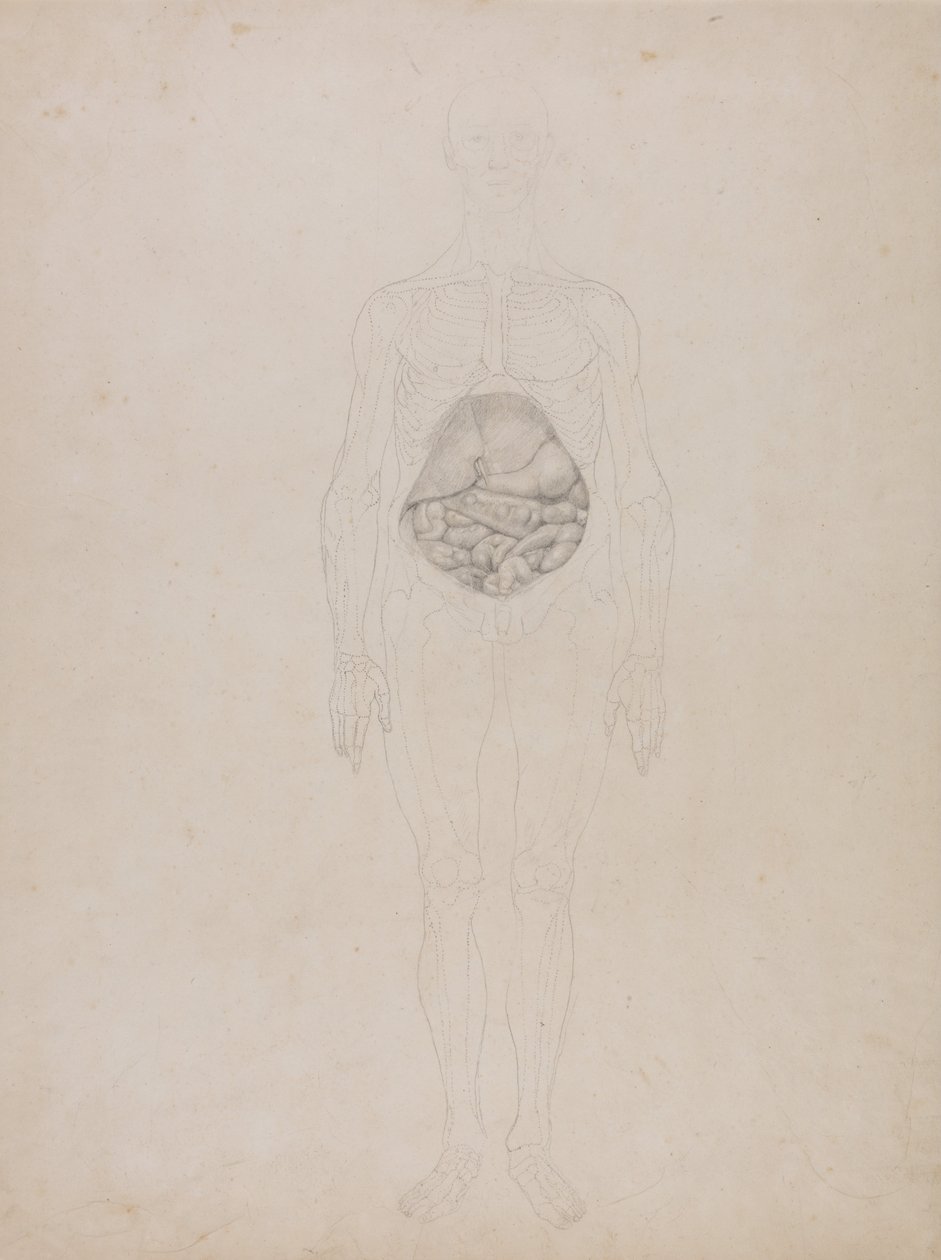 Srovnávací anatomický výklad stavby lidského těla s tělem tygra a mývala, který se... od George Stubbs