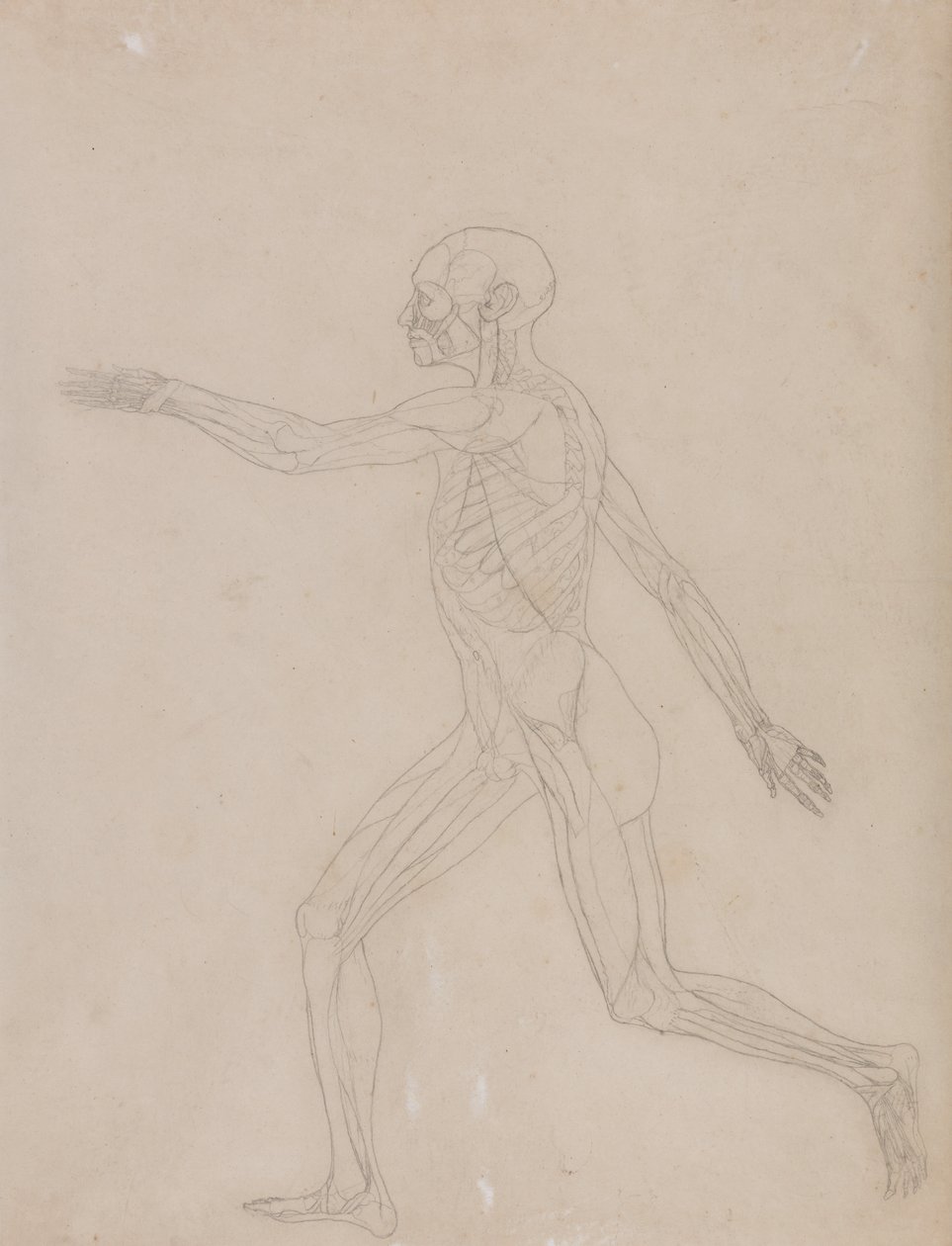 Srovnávací anatomická expozice struktury lidského těla s tygrem a ko ... od George Stubbs