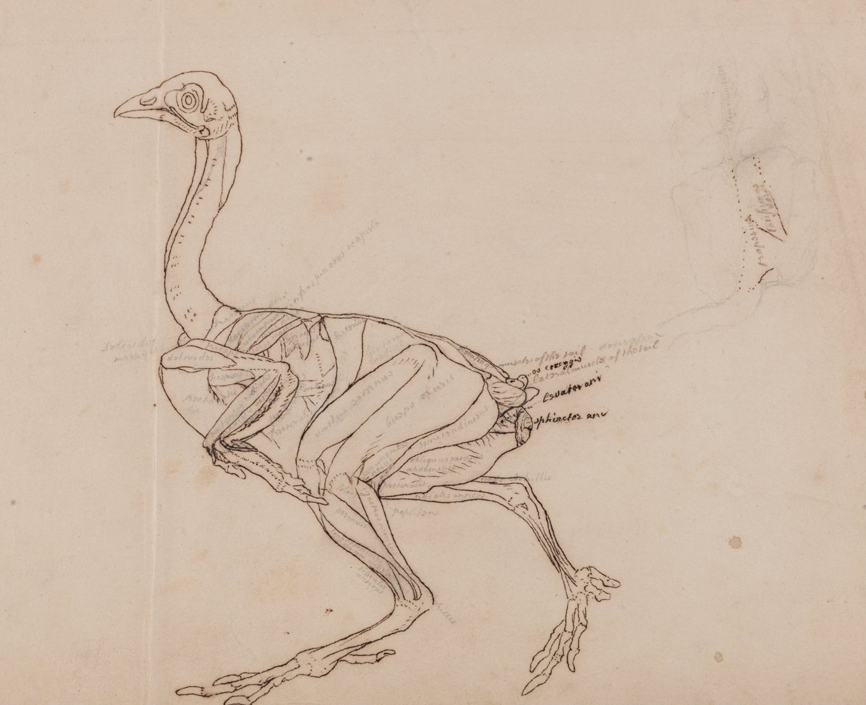Srovnávací anatomická expozice struktury lidského těla s tygrem a ko ... od George Stubbs