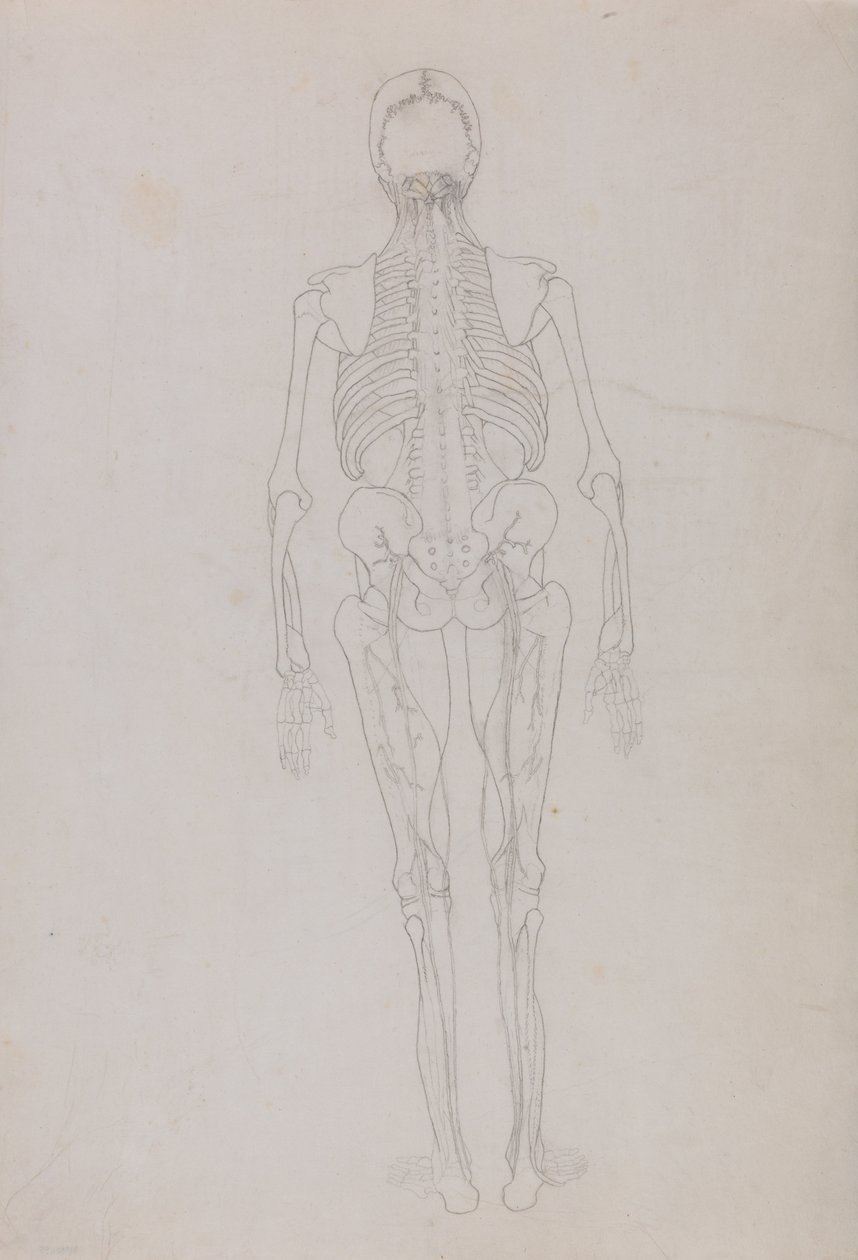 Srovnávací anatomická expozice struktury lidského těla s tygrem a ko ... od George Stubbs