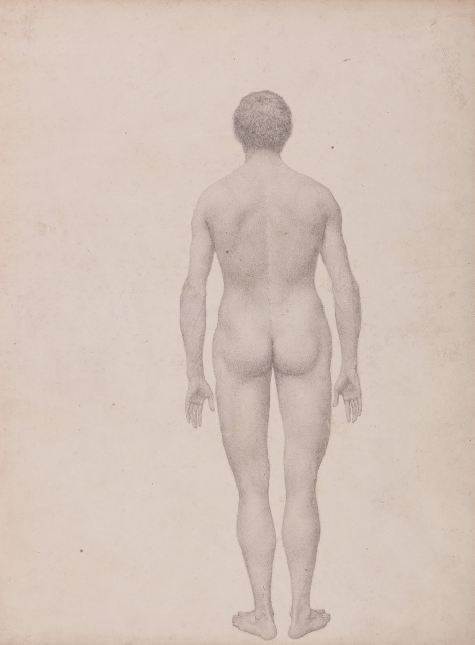 Srovnávací anatomická expozice struktury lidského těla s tygrem a ko ... od George Stubbs